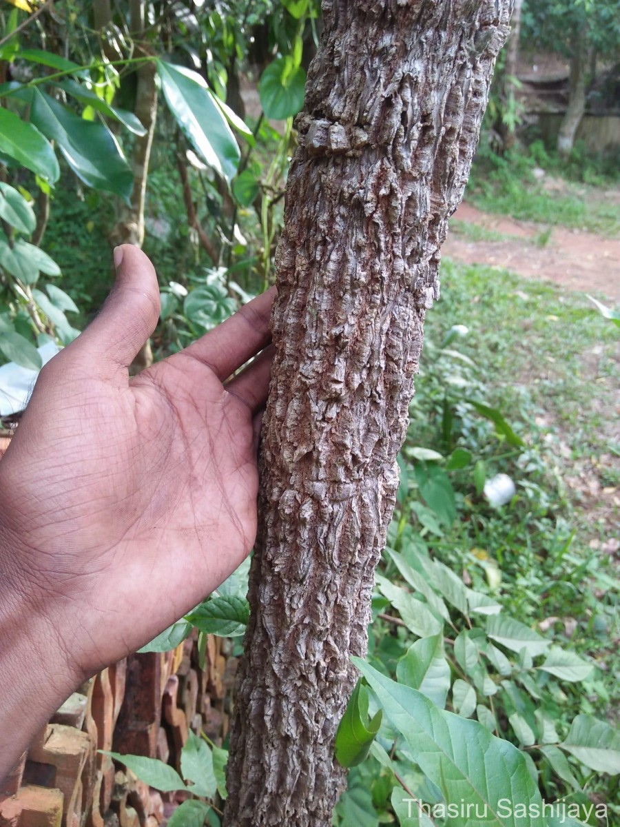 Chukrasia tabularis A.Juss.